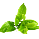 green tea png image