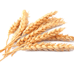 wheat png86